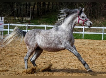 Arabo Frisone, Stallone, 3 Anni, 162 cm, Grigio