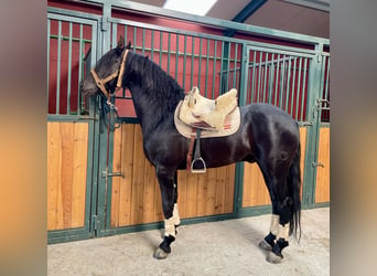 Arabo Frisone Mix, Stallone, 6 Anni, 156 cm, Morello