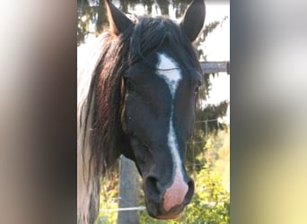 Arabo Frisone, Stallone, 9 Anni, 158 cm, Pezzato