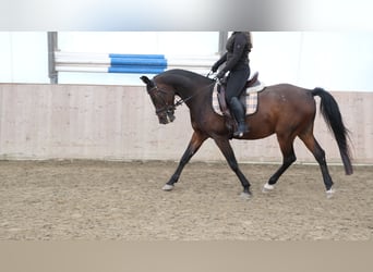 Arabo Shagya, Castrone, 13 Anni, 160 cm, Baio