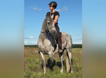Arabo Shagya, Castrone, 15 Anni, 151 cm, Grigio