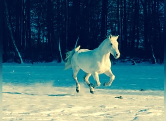 Arabo Shagya, Castrone, 15 Anni, 158 cm, Grigio