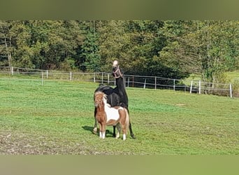 Arabo Shagya, Castrone, 16 Anni, 152 cm, Morello