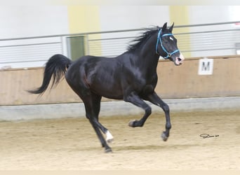 Arabo Shagya, Castrone, 16 Anni, 152 cm, Morello