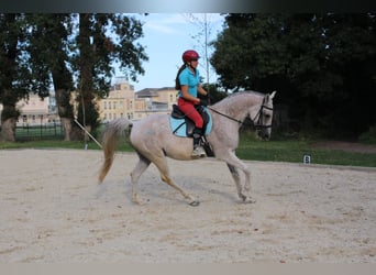 Arabo Shagya, Castrone, 16 Anni, 160 cm, Grigio trotinato