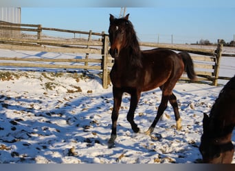 Arabo Shagya, Castrone, 2 Anni, Baio