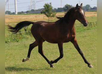 Arabo Shagya, Castrone, 3 Anni, 157 cm, Baio