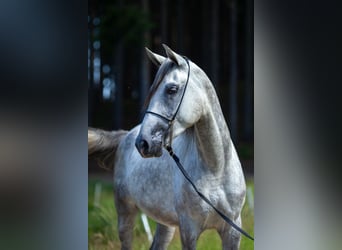 Arabo Shagya, Castrone, 3 Anni, 160 cm, Grigio