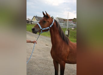 Arabo Shagya, Castrone, 4 Anni, 151 cm, Baio