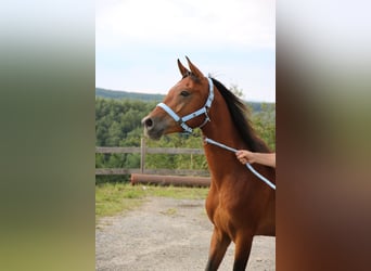 Arabo Shagya, Castrone, 4 Anni, 151 cm, Baio