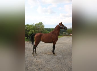 Arabo Shagya, Castrone, 4 Anni, 151 cm, Baio