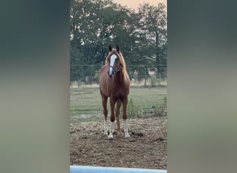 Arabo Shagya, Castrone, 4 Anni, 152 cm, Sauro