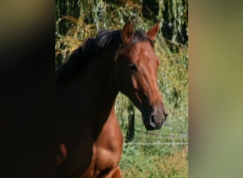 Arabo Shagya, Castrone, 4 Anni, 163 cm, Baio