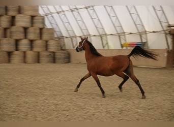 Arabo Shagya, Castrone, 5 Anni, 154 cm, Baio