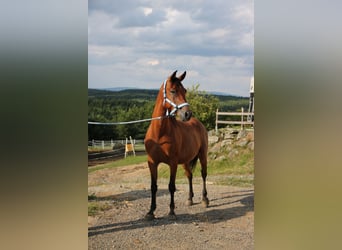 Arabo Shagya, Castrone, 5 Anni, 154 cm, Baio