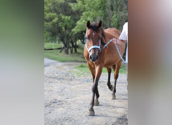 Arabo Shagya, Castrone, 5 Anni, 154 cm, Baio