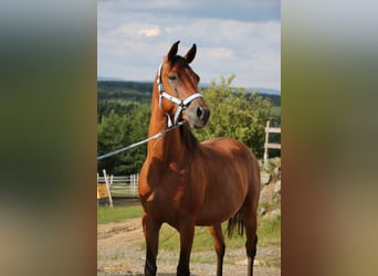 Arabo Shagya, Castrone, 5 Anni, 154 cm, Baio