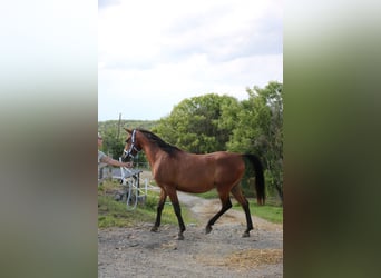 Arabo Shagya, Castrone, 5 Anni, 154 cm, Baio