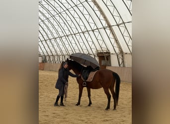 Arabo Shagya, Castrone, 6 Anni, 153 cm, Baio