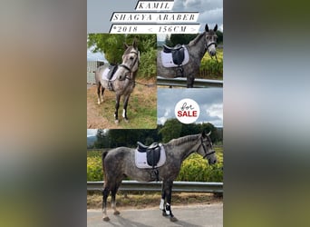 Arabo Shagya, Castrone, 7 Anni, 156 cm, Grigio