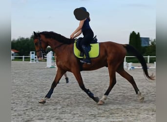 Arabo Shagya, Castrone, 7 Anni, 163 cm, Baio