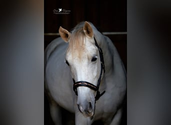 Arabo Shagya, Castrone, 8 Anni, 152 cm, Grigio