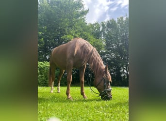 Arabo Shagya, Giumenta, 12 Anni, 152 cm, Sauro scuro