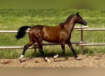 Arabo Shagya, Giumenta, 12 Anni, 154 cm, Baio