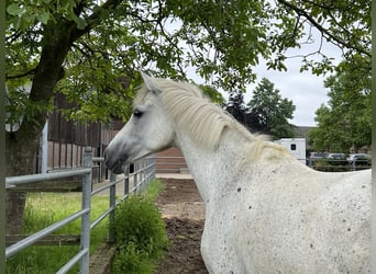 Arabo Shagya, Giumenta, 16 Anni, 158 cm, Grigio