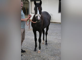 Arabo Shagya, Giumenta, 1 Anno, Grigio