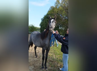 Arabo Shagya, Giumenta, 2 Anni, 155 cm, Grigio
