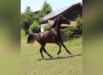 Arabo Shagya, Giumenta, 2 Anni, 160 cm, Morello