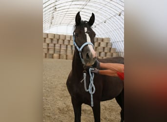 Arabo Shagya, Giumenta, 2 Anni, Grigio