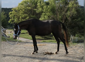 Arabo Shagya, Giumenta, 2 Anni, Grigio