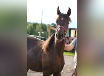 Arabo Shagya, Giumenta, 2 Anni, Morello