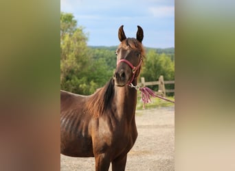 Arabo Shagya, Giumenta, 2 Anni, Morello