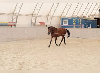 Arabo Shagya, Giumenta, 3 Anni, 155 cm, Baio