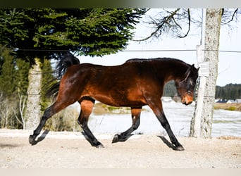 Arabo Shagya, Giumenta, 4 Anni, 156 cm, Baio