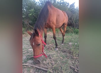 Arabo Shagya, Giumenta, 4 Anni, 156 cm, Baio