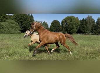 Arabo Shagya, Giumenta, 4 Anni, 160 cm, Sauro