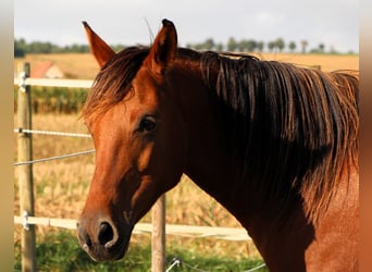 Arabo Shagya, Giumenta, 5 Anni, 148 cm, Baio