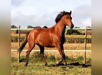 Arabo Shagya, Giumenta, 5 Anni, 148 cm, Baio