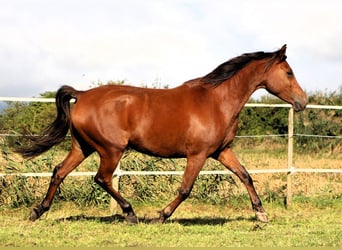 Arabo Shagya, Giumenta, 5 Anni, 148 cm, Baio