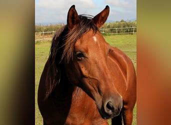 Arabo Shagya, Giumenta, 5 Anni, 148 cm, Baio