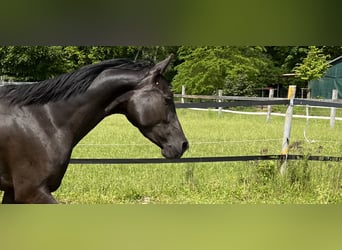 Arabo Shagya, Giumenta, 5 Anni, 157 cm, Morello