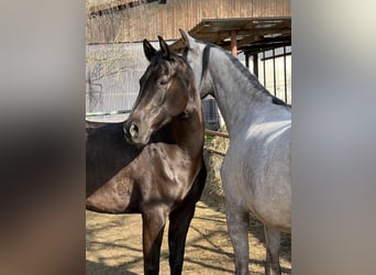 Arabo Shagya, Giumenta, 5 Anni, 157 cm, Morello