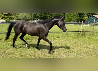 Arabo Shagya, Giumenta, 5 Anni, 157 cm, Morello