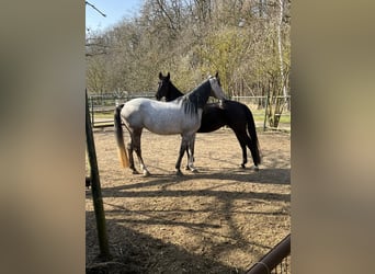 Arabo Shagya, Giumenta, 5 Anni, 157 cm, Morello