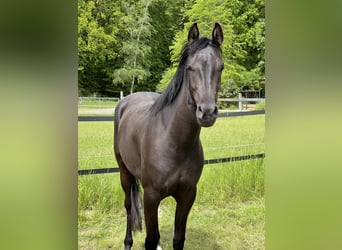 Arabo Shagya, Giumenta, 5 Anni, 157 cm, Morello