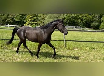 Arabo Shagya, Giumenta, 5 Anni, 157 cm, Morello